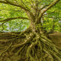 Wat betekent het spreekwoord hoge bomen vangen veel wind?