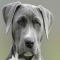 Wat betekent het spreekwoord de hond in de pot vinden?