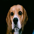 Nederlandse naam beagle: zo heet dit hondenras officieel in het Nederlands